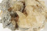 Fossil Clam with Fluorescent Calcite Crystals - Ruck's Pit, FL #191773-2